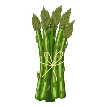 Asparagus. Vector illustration on a white background. Stock Illustration