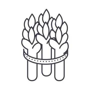 Asparagus vector line icon, sign, illustration on background, editable strokes Stock Illustration