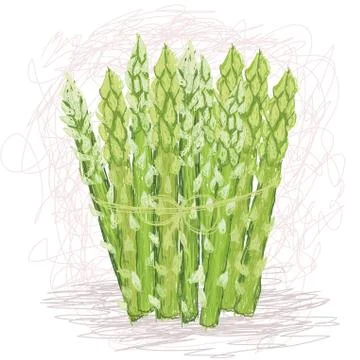 Asparagus vegetable Stock Illustration