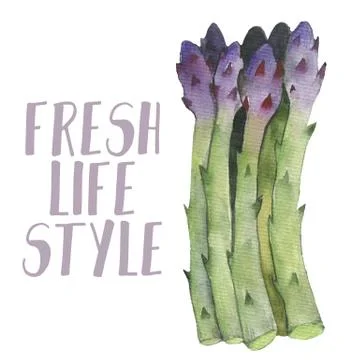Asparagus vegetable stem. Bunch of fresh green asparagus sprout. Healthy food Stock Illustration