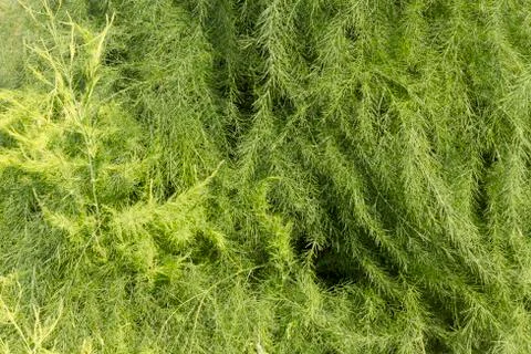 Asparagus wallpaper Stock Photos