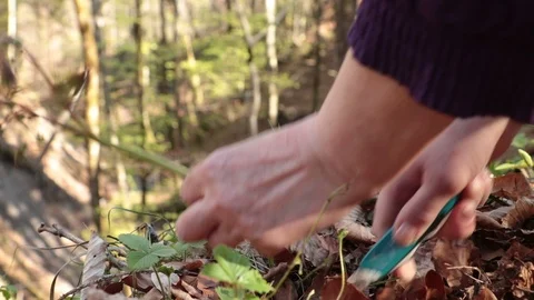 Asparagus in the woods 動画素材 107867009