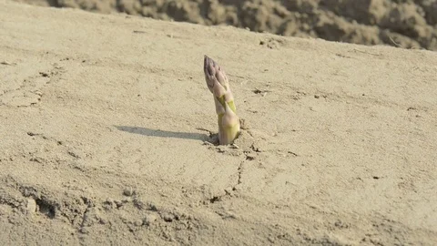 Asparagus zooming in Video stock 74418310