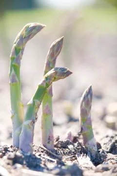 Asparagus.jh Stock Photos