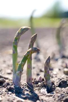 Asparagus.jh Stock Photos