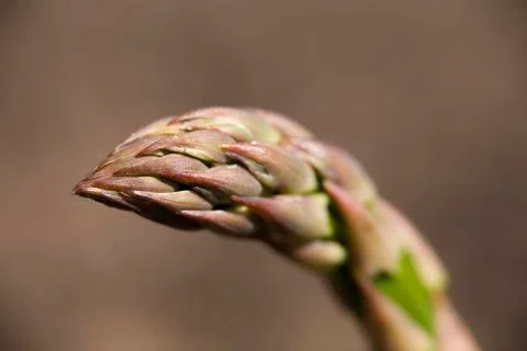 Asparagus.jh Stock Photos
