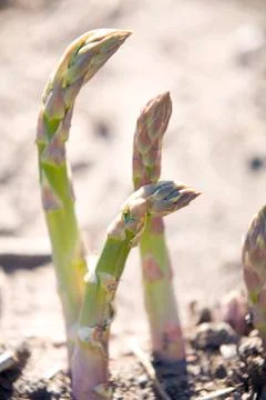 Asparagus.jh Stock Photos