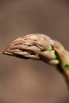 Asparagus.jh Stock Photos