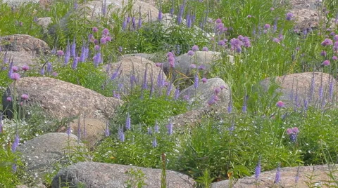 Aspect purple. Seaside meadows plot with boulders Vídeos de archivo 55357774