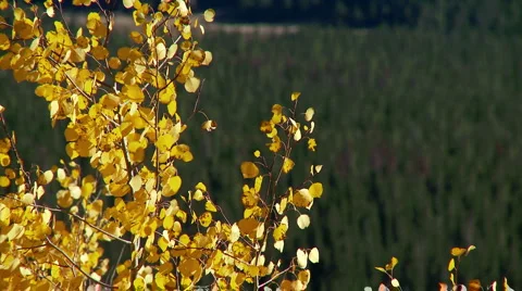 Aspen and Evergreen trees fall colors Stock Footage 2205808