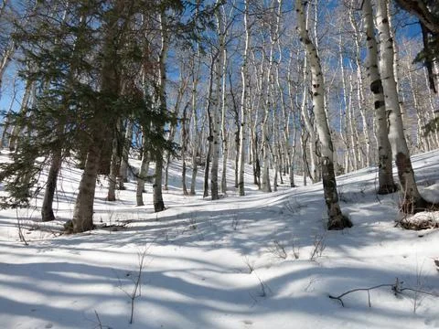 Aspen and pine trees on a mountain side covered with snow. Stock Photos