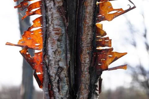 Aspen bark in the background of the forest Stock Photos