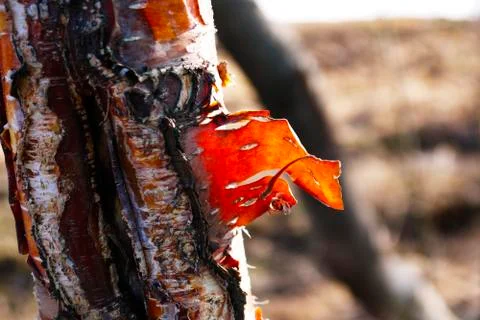 Aspen bark in the background of the forest Stock Photos