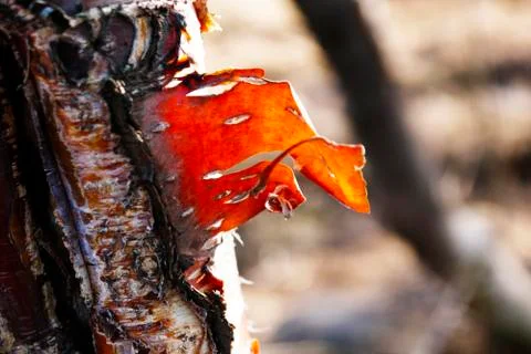 Aspen bark in the background of the forest Foto stock
