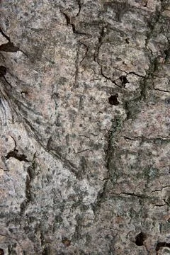 Aspen bark texture as abstract background Stock Photos