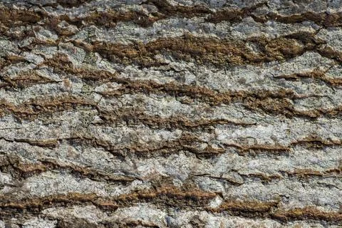 Aspen bark texture, natural background for design Stock Photos