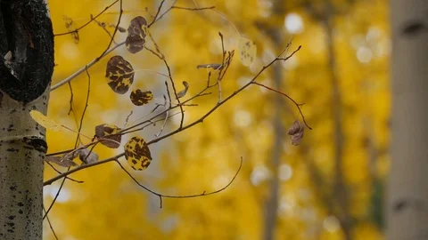 Aspen Blown leaves Video stock 122724813