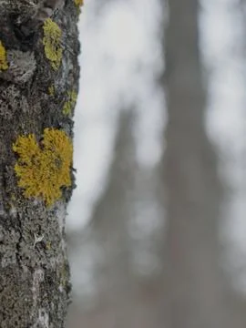 Aspen with Blurred Background Stock Photos