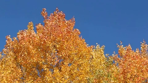 Aspen branches shaking from wind against of the blue sky Stock Footage 73685400