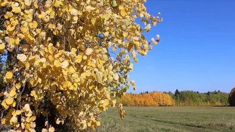 Aspen branches shaking from wind Stock Footage 73685401