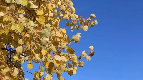 Aspen branches shaking from wind Stock Footage 73685411