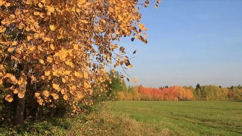 Aspen branches shaking from wind Stock Footage 73685439