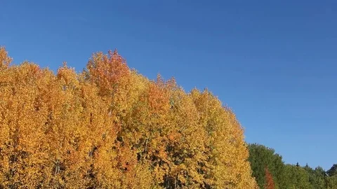 Aspen branches shaking from wind Stock Footage 73685450