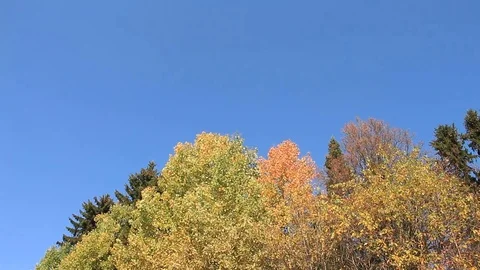 Aspen branches shaking from wind Stock Footage 73685456
