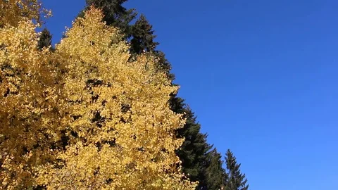 Aspen branches shaking from wind Stock Footage 73685463