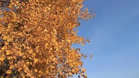 Aspen branches shaking from wind Stock Footage 73685474