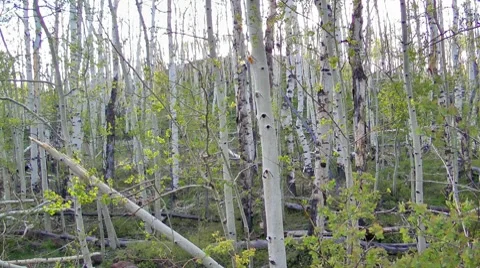 Aspen, Dixie National Forest, Utah, USA Vídeo Stock 7729125