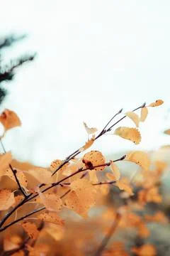 Aspen Fall Leaves Up Close Stock Photos