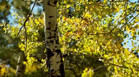 Aspen Fall Trees Stock Footage