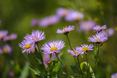 Aspen Fleabane Daisy Stock Photos
