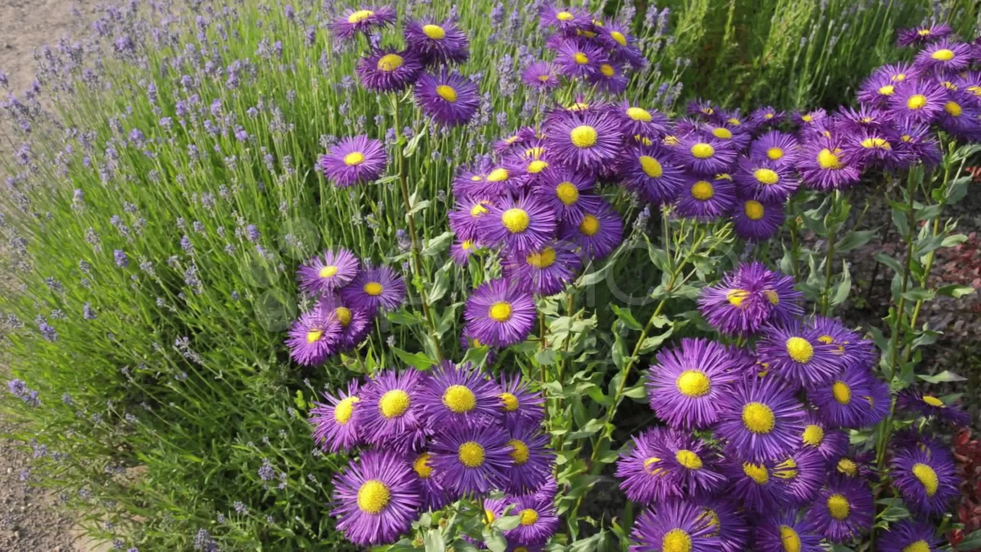 Erigeron speciosus (Aspen Fleabane) CC RO - SymbiOp Garden Shop