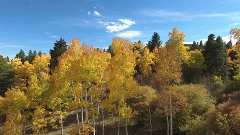 Aspen fly over Autumn Stock Footage 71966293
