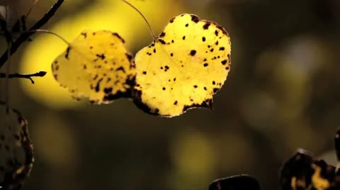 Aspen Stock-Footage 12576780