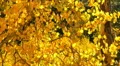 Aspen Forest 06 Fall Foliage in Grand Canyon North Rim USA HD Footage