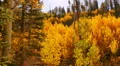 Aspen Forest 15 Pan R Fall Foliage in Grand Canyon North Rim USA HD Footage