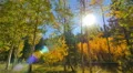 Aspen Forest 17 Zoom In Fall Foliage in Grand Canyon North Rim USA HD Footage