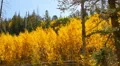 Aspen Forest 18 Pan L Fall Foliage in Grand Canyon North Rim USA HD Footage