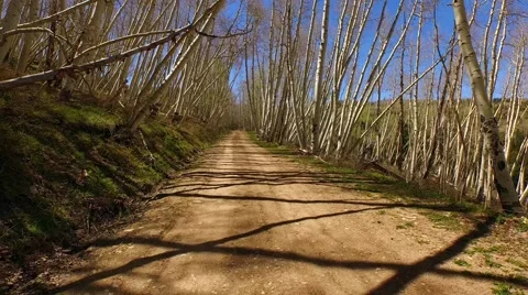 Aspen Forest 4K Stock Footage 50543196