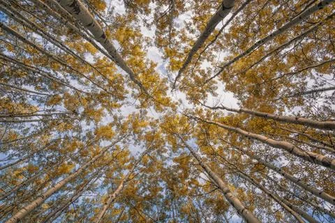 Aspen forest canopy Stock Photos