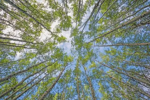 Aspen forest canopy Stock Photos