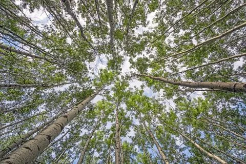 Aspen forest canopy view Foto stock