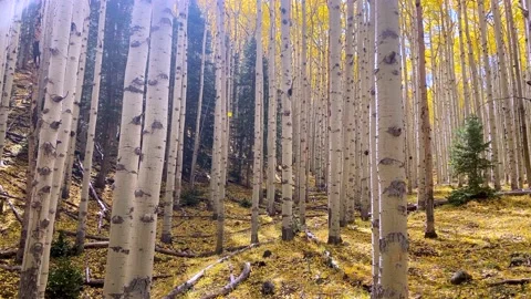 Aspen forest during autumn Video stock 147351559