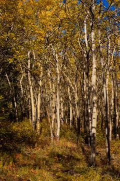 Aspen forest in fall Foto stock