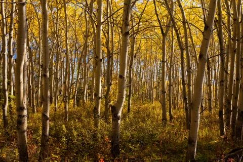 Aspen forest in fall Stock Photos