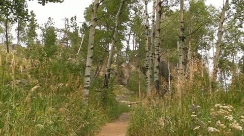 Aspen Forest Stock Footage 11758676