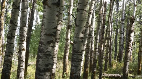 Aspen Forest Stock Footage 80441030